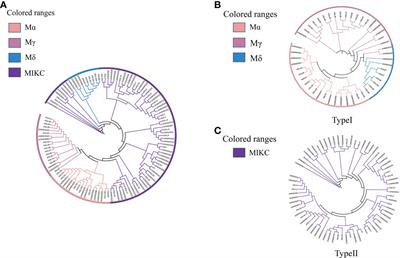 Genome-wide identification and expression analysis of the MADS-box gene family during female and male flower development in Juglans mandshurica